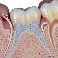 엠도게인 약 구매처